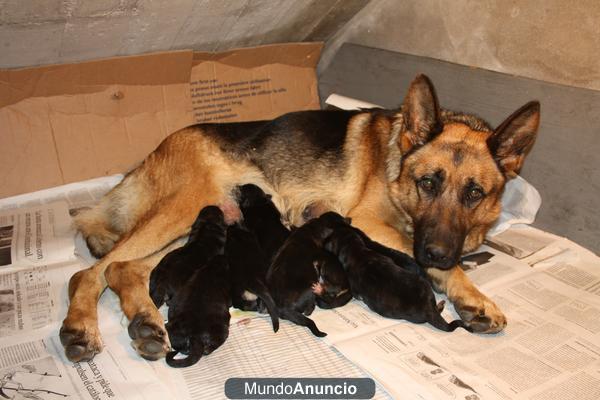 SE VENDEN  CACHORROS  DE  PASTOR ALEMAN