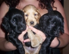 vendo tres cockers spaniel - mejor precio | unprecio.es