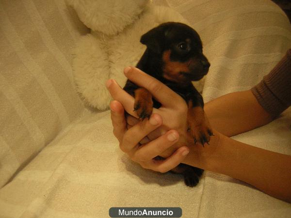 venta cachorros