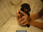 venta cachorros - mejor precio | unprecio.es