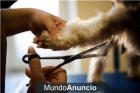 __BELLEZA Y SATISFACCIÓN PARA TU MASCOTA.‏ - mejor precio | unprecio.es