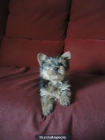 CACHORRO YORKSHIRE TERRIER - mejor precio | unprecio.es