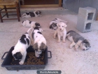 cachorros de mastin - mejor precio | unprecio.es