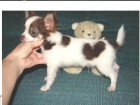 Chihuahuas economicos y excelentes - mejor precio | unprecio.es