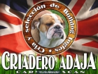 Criadero Adaja,cria y seleccion de Bulldog Ingles entra en nuestra web. - mejor precio | unprecio.es