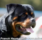 excelentes cachorros rottweiler disponibles - mejor precio | unprecio.es