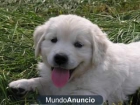 GOLDEN RETIEVER - mejor precio | unprecio.es