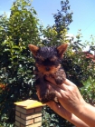 oferta de Yorkshires terriers - mejor precio | unprecio.es