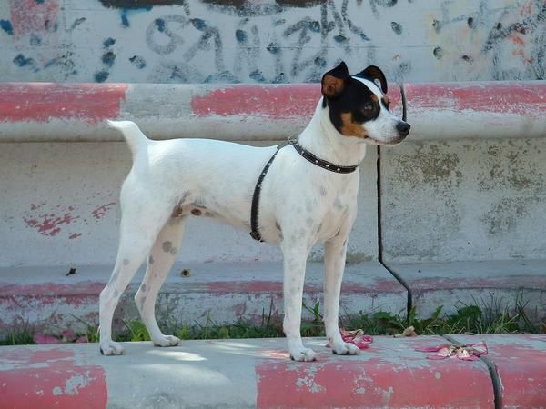 perrrito bodeguero ratonero andaluz para monta