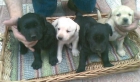 preciosos cachorros de LABRADOR CON PEDIGREE 360EUROS - mejor precio | unprecio.es