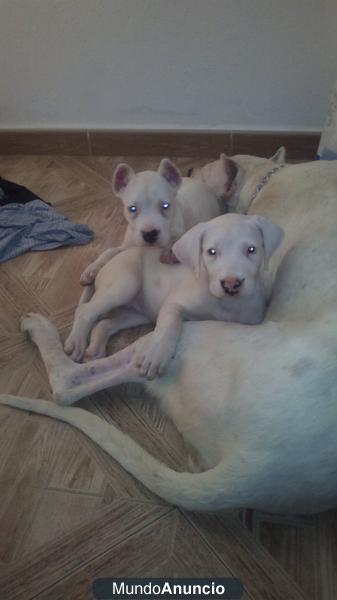 Ultima Cachorra de Dogos Argentinos