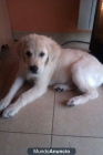 vendo golden retriever - mejor precio | unprecio.es