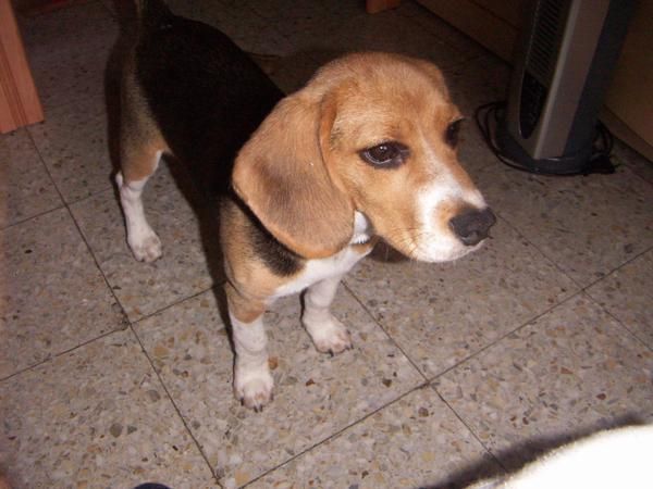 vendo perro  raza beagle.(cachorro 5meses)