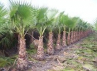 venta de palmeras - mejor precio | unprecio.es