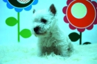 westh ingland terrier de criadero, cachorros de westy  de alta calidad - mejor precio | unprecio.es
