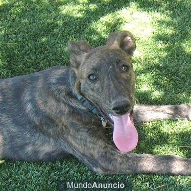 ¿quieres adoptar un compañero maravilloso? PORTOS, 4meses, busca una familia