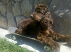 Cachorros cocker spaniel ingles - mejor precio | unprecio.es