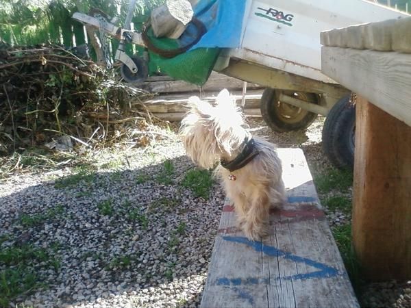 Cachorros de yorkshire