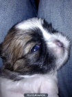 Cachorros Shih Tzu - mejor precio | unprecio.es