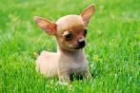 chihuahua cabeza manzana, excelentes - mejor precio | unprecio.es