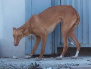 Podenco de menos de 1 año en adopción