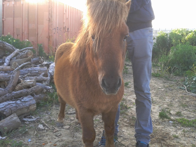 pony shetland