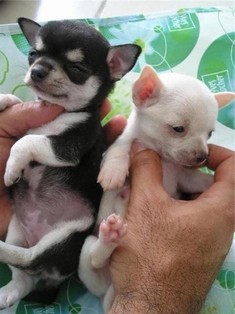preciosos chihuahuas en venta