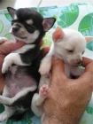 preciosos chihuahuas en venta - mejor precio | unprecio.es