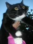 priscilla, gata que vive en los huertos y su vida peligra - mejor precio | unprecio.es