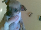 se venden chihuahuas de pura raza desde 500 - mejor precio | unprecio.es