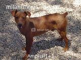 vendo  pincher adulto de un año 125
