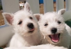 West Higland,sensacionales cachorros - mejor precio | unprecio.es