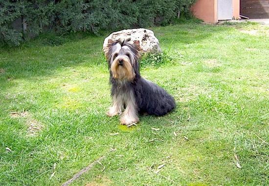 Yorkshire de 5 meses y medio