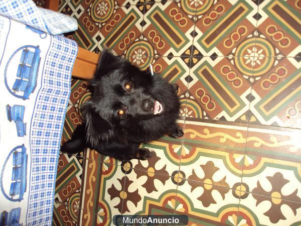 regalamos perro muy cariñoso de poco menos de 2 años