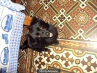 regalamos perro muy cariñoso de poco menos de 2 años - mejor precio | unprecio.es