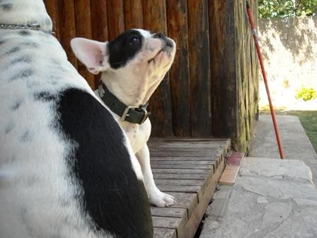 bulldog frances