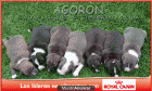 cachorros American Staffordshire Terrier Barcelona - mejor precio | unprecio.es