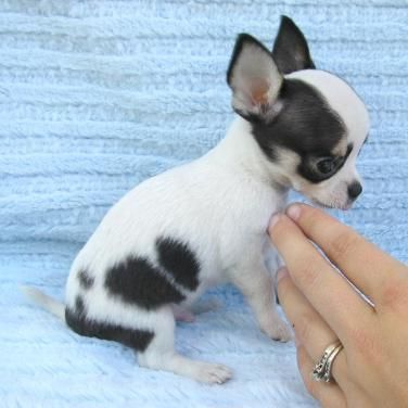 Cachorros chihuahua enanos en las palmas