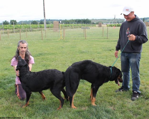 Camada beauceron