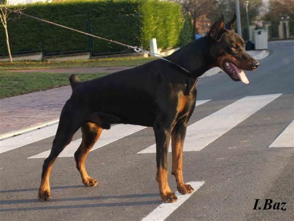 Camada Dobermann ( Gandy Royal Bell x Caba de Bertiz )