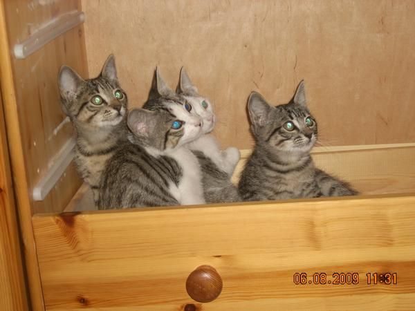 REGALO GATITAS