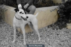 regalo perro Vodeguero Andaluz - mejor precio | unprecio.es