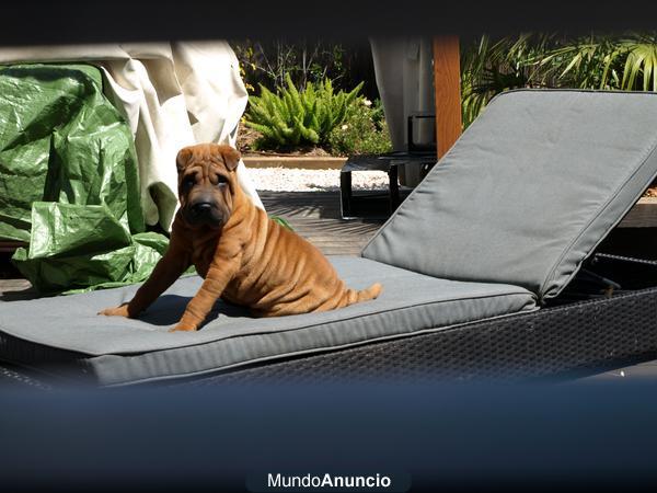 SHARPEI macho para monta