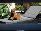 SHARPEI macho para monta - mejor precio | unprecio.es