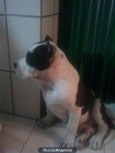 Vendo cachorro de bully con 3 meses y orejas cortadas - mejor precio | unprecio.es