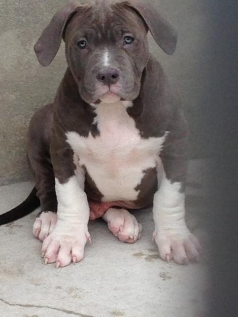 american bully