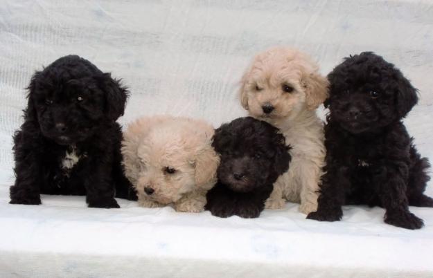 CACHORROS CANICHES ENANOS, 290 ( PEDIGREE +15 € )