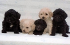 CACHORROS CANICHES ENANOS, 290 ( PEDIGREE +15 € ) - mejor precio | unprecio.es