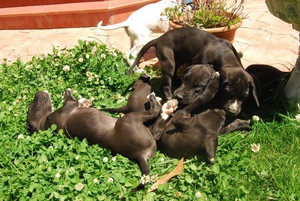 Camada de Dogo Aleman Negro