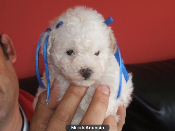 CANICHE  TOY